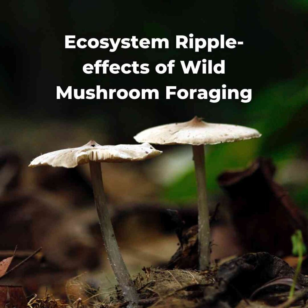 Ecosystem Ripple-effects of Wild Mushroom Foraging