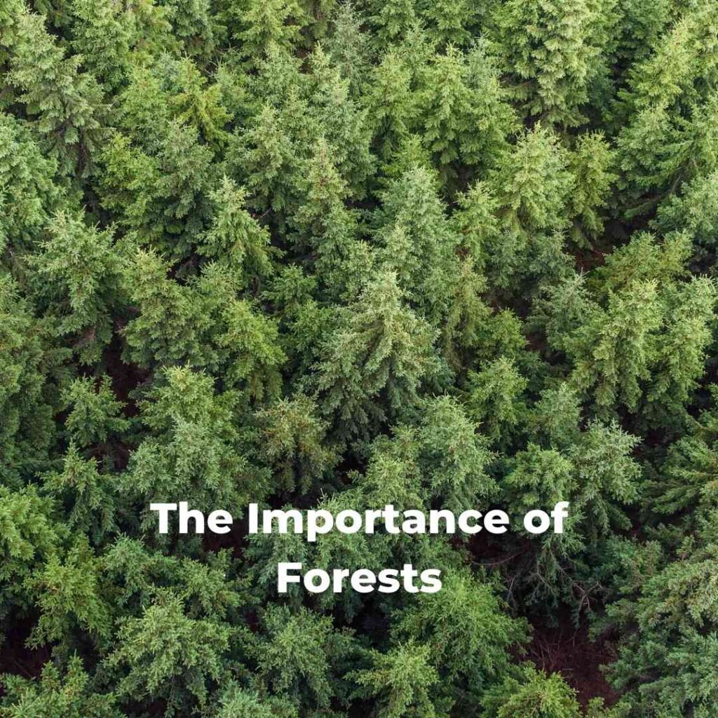 The Importance of Forests