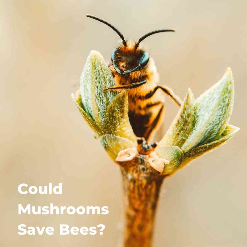Could Mushrooms Save Bees?