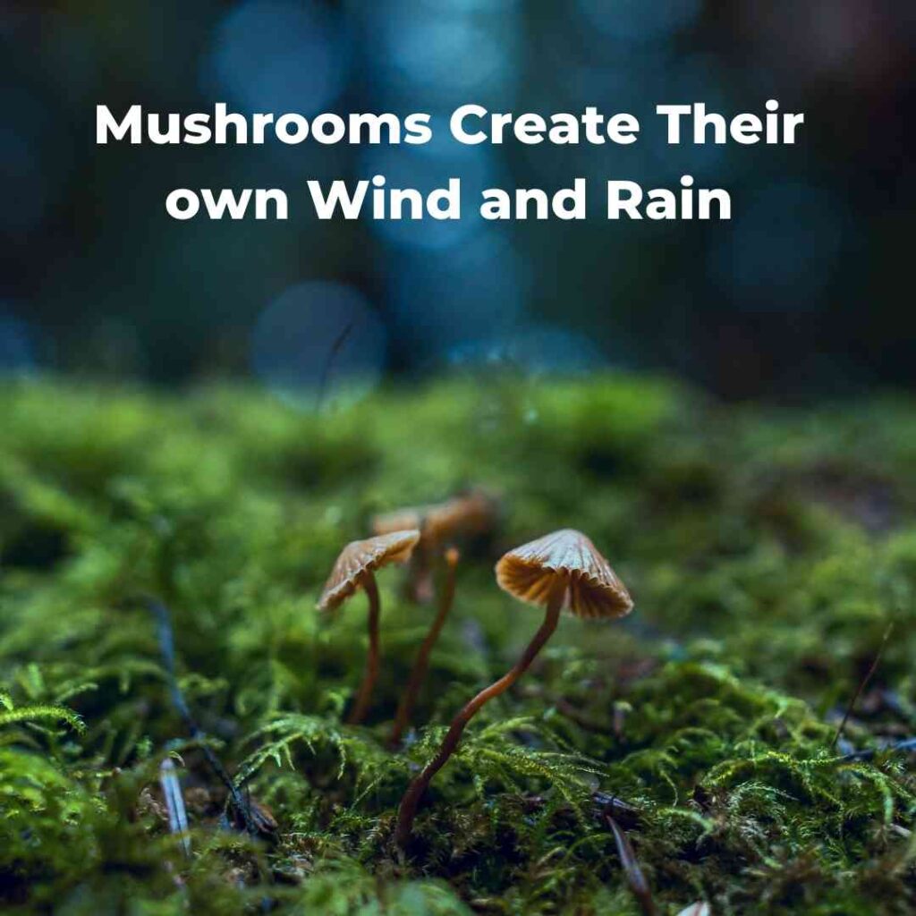 Mushrooms as rain-makers