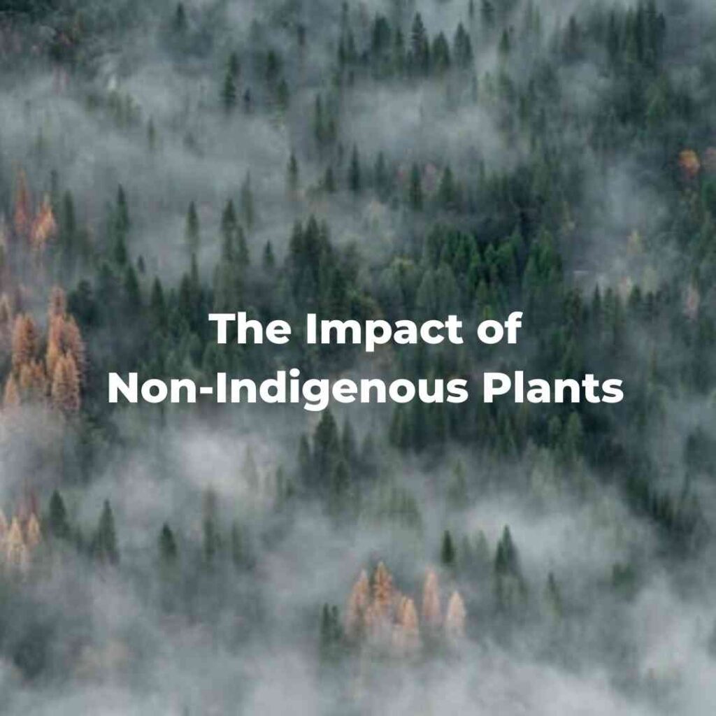 The Impact of Non-Indigenous Plants
