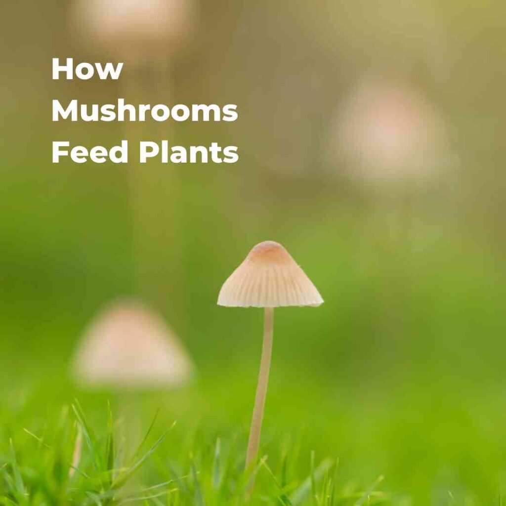 How Mushrooms Feed Plants and How Modern Agriculture Ruins This.